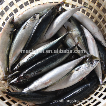 Ikan Mackerel Bozen Whole Round untuk makanan dalam tin